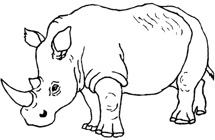Kolorowanka nosorożec